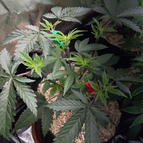 Dante’s Inferno - Mile High Dave by KilliczGe growlog timeline photo