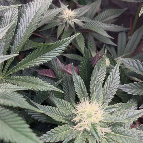 Cereal Milk #3 by KilliczGe growlog timeline photo