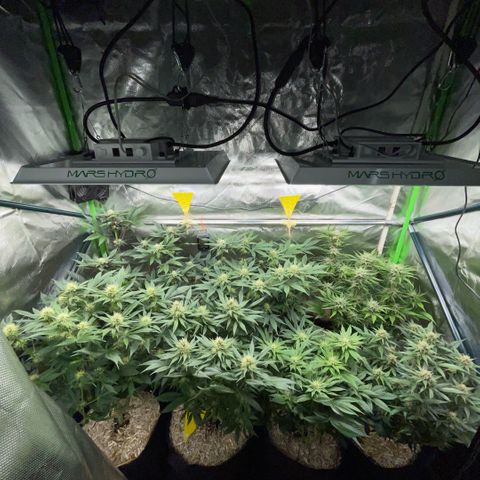 Purple Punch Automatic by KilliczGe growlog timeline photo