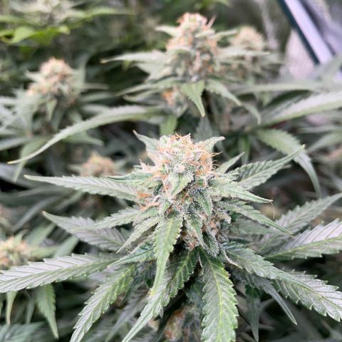 Purple Punch Automatic by KilliczGe growlog timeline photo