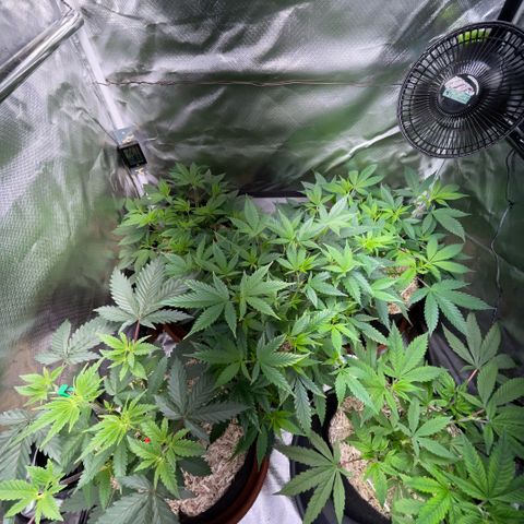 Dante’s Inferno - Mile High Dave by KilliczGe growlog timeline photo