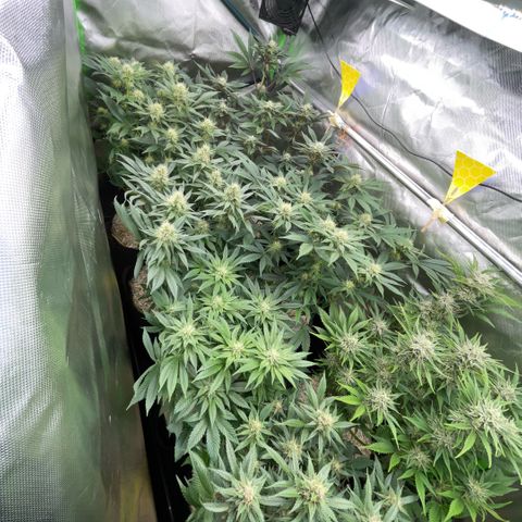 Purple Punch Automatic by KilliczGe growlog timeline photo