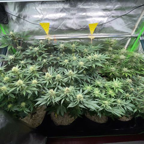 Purple Punch Automatic by KilliczGe growlog timeline photo