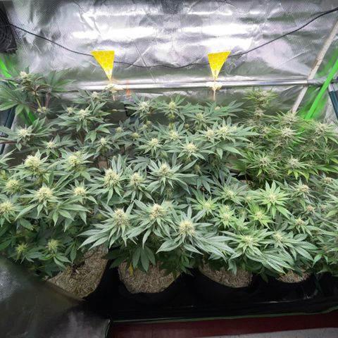 Purple Punch Automatic by KilliczGe growlog timeline photo