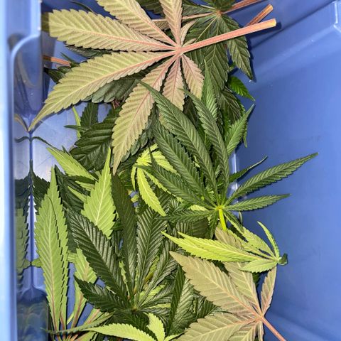 Purple Punch Automatic by KilliczGe growlog timeline photo