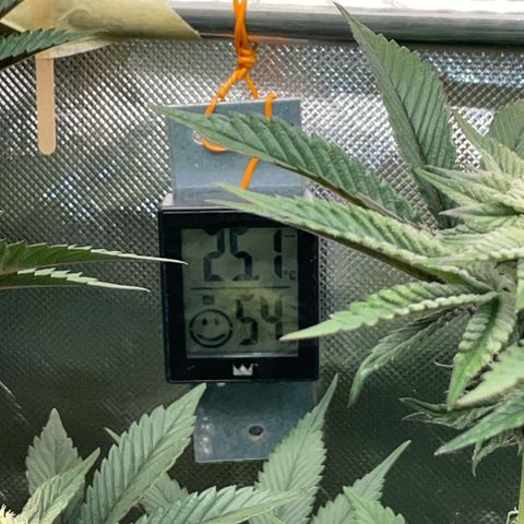 Purple Punch Automatic by KilliczGe growlog timeline photo