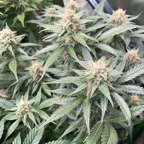 Purple Punch Automatic by KilliczGe growlog timeline photo