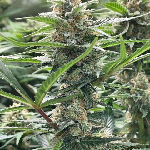 Purple Punch Automatic by KilliczGe growlog timeline photo