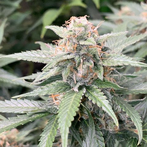 Purple Punch Automatic by KilliczGe growlog timeline photo