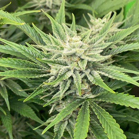 White Widow Automatic by KilliczGe growlog timeline photo
