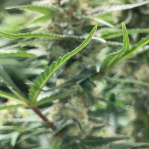 Purple Punch Automatic by KilliczGe growlog timeline photo