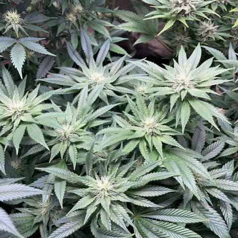 Big Bud by KilliczGe growlog timeline photo