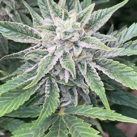 White Widow Automatic by KilliczGe growlog timeline photo