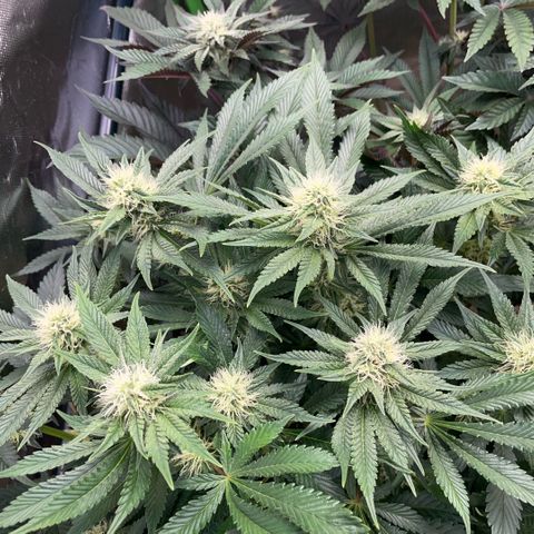 Purple Zkittlez #2 by KilliczGe growlog timeline photo