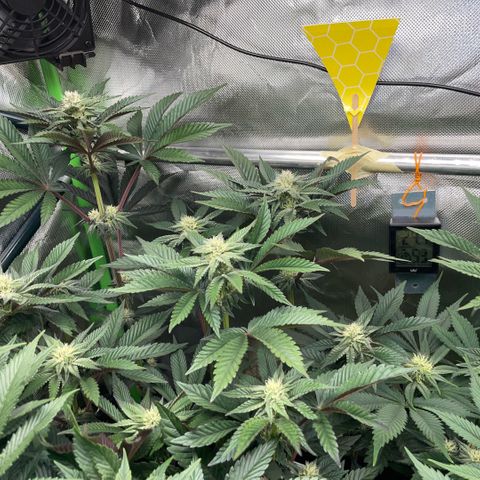 Cereal Milk #3 by KilliczGe growlog timeline photo