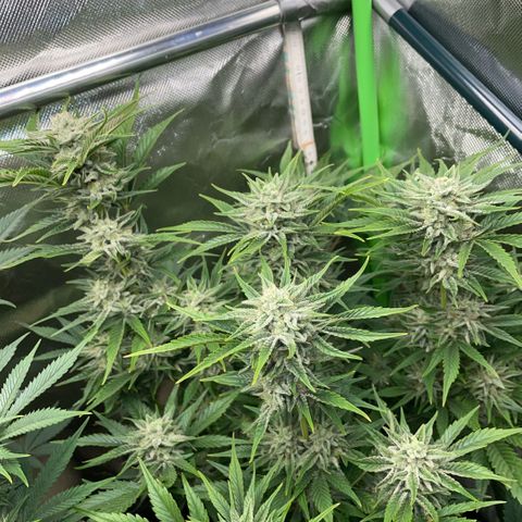 White Widow Automatic by KilliczGe growlog timeline photo