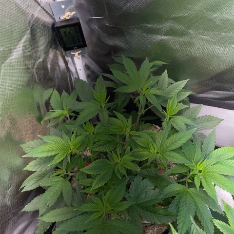 Big Bud 1 Klon 1 by KilliczGe growlog timeline photo