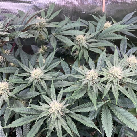 Purple Zkittlez #1 by KilliczGe growlog timeline photo