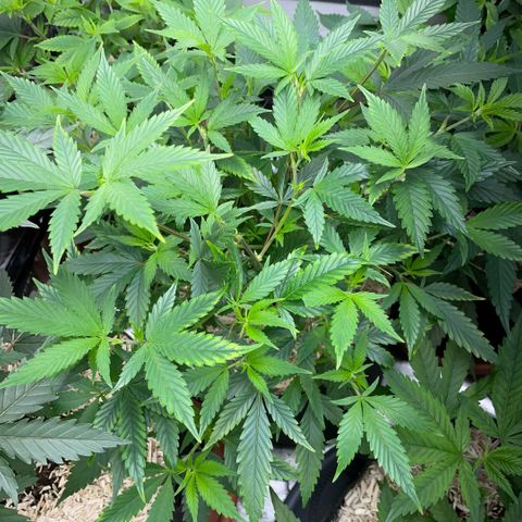 Tangerine Dream Clon #1 by KilliczGe growlog timeline photo