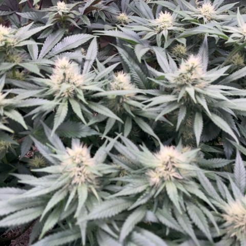 Permanent Marker by KilliczGe growlog timeline photo