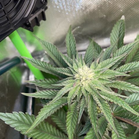 Cereal Milk #3 by KilliczGe growlog timeline photo