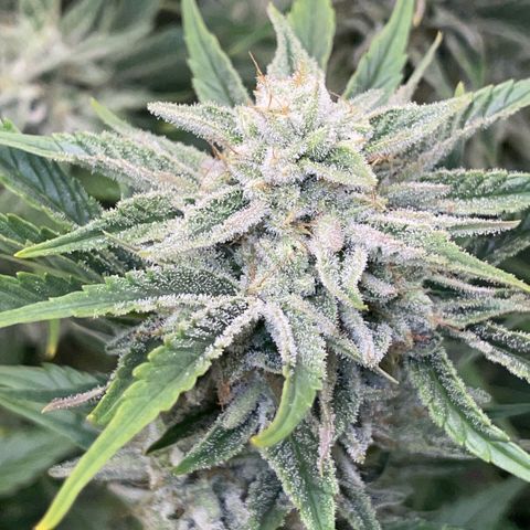White Widow Automatic by KilliczGe growlog timeline photo