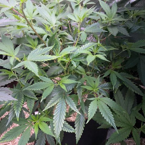 Tangerine Dream Clon #1 by KilliczGe growlog timeline photo