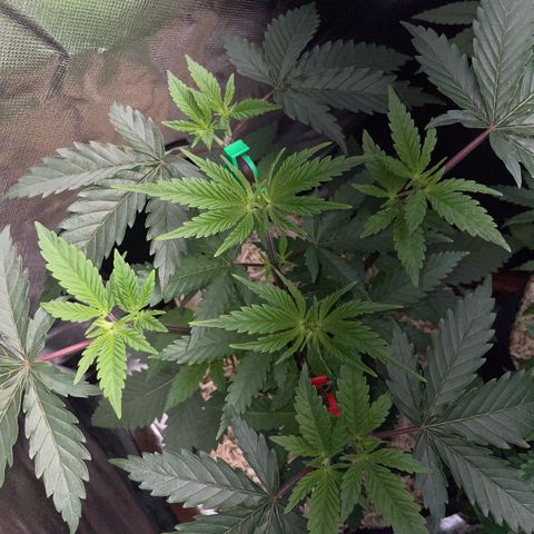 Dante’s Inferno - Mile High Dave by KilliczGe growlog timeline photo