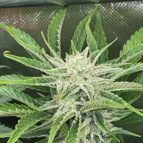 White Widow Automatic by KilliczGe growlog timeline photo