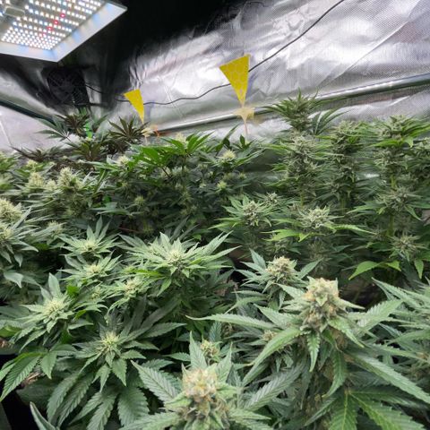 Purple Punch Automatic by KilliczGe growlog timeline photo