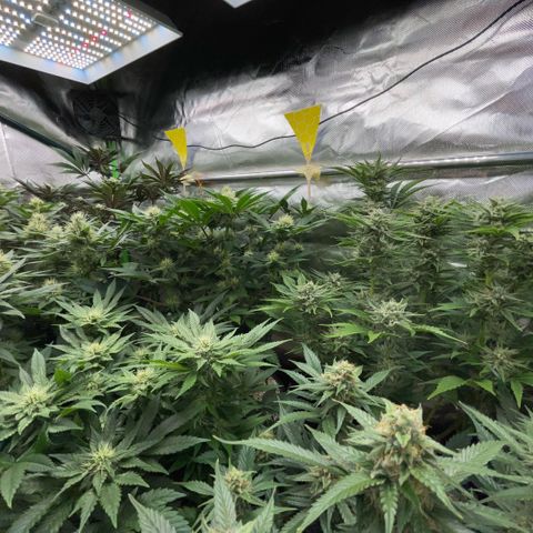 Purple Punch Automatic by KilliczGe growlog timeline photo