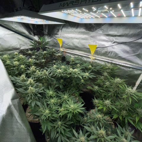 Purple Punch Automatic by KilliczGe growlog timeline photo