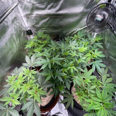 Dante’s Inferno - Mile High Dave by KilliczGe growlog timeline photo