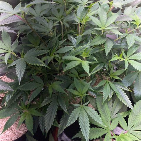 Tangerine Dream Clon #1 by KilliczGe growlog timeline photo