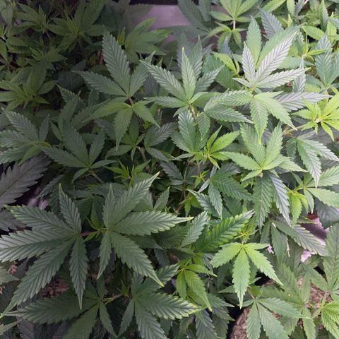 Tangerine Dream Clon #1 by KilliczGe growlog timeline photo