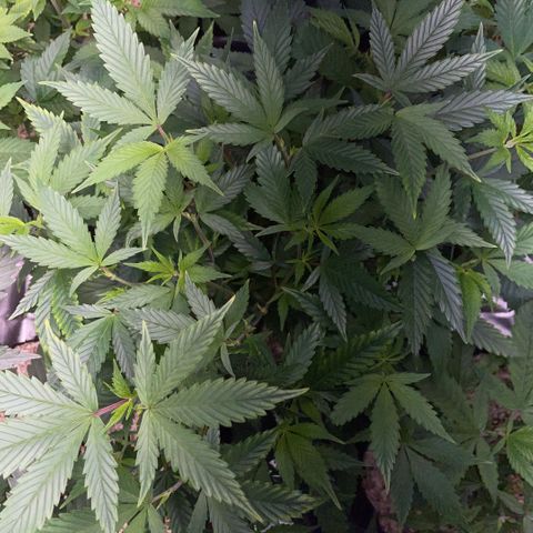 Tangerine Dream Clon #1 by KilliczGe growlog timeline photo