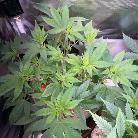 Big Bud 1 Klon 1 by KilliczGe growlog timeline photo