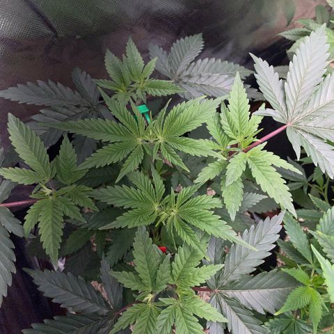 Dante’s Inferno - Mile High Dave by KilliczGe growlog timeline photo