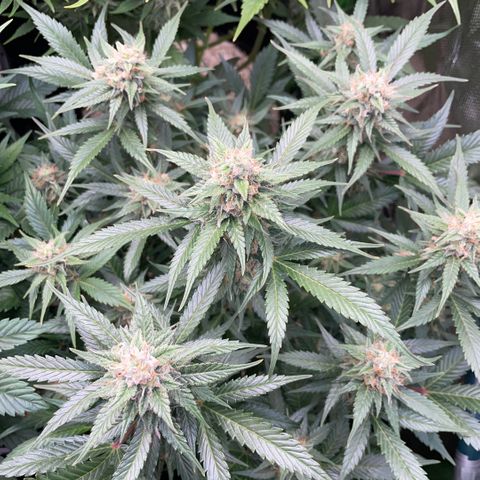 Purple Punch Automatic by KilliczGe growlog timeline photo