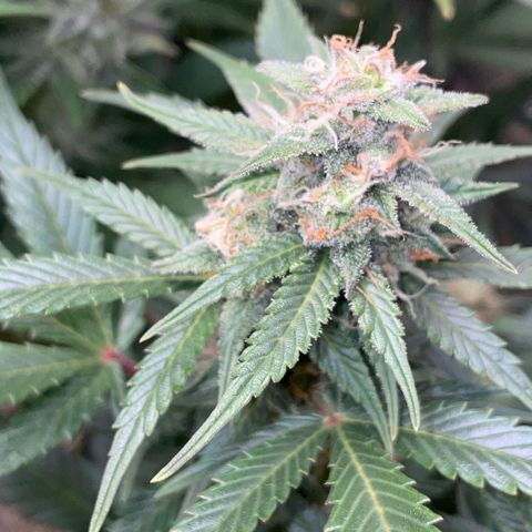 Purple Punch Automatic by KilliczGe growlog timeline photo