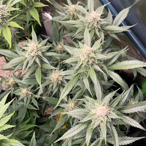 Purple Punch Automatic by KilliczGe growlog timeline photo