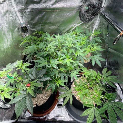 Dante’s Inferno - Mile High Dave by KilliczGe growlog timeline photo