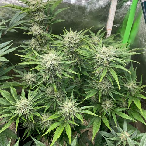 White Widow Automatic by KilliczGe growlog timeline photo
