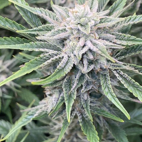 White Widow Automatic by KilliczGe growlog timeline photo