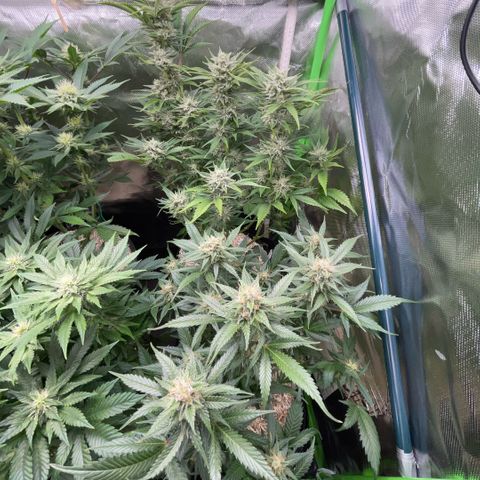 White Widow Automatic by KilliczGe growlog timeline photo