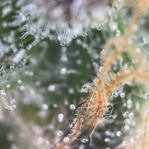 Purple Punch Automatic by KilliczGe growlog timeline photo