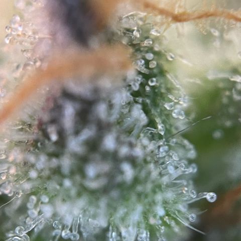 Purple Punch Automatic by KilliczGe growlog timeline photo