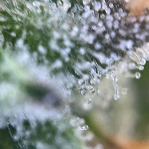 Purple Punch Automatic by KilliczGe growlog timeline photo