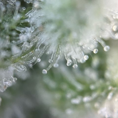 White Widow Automatic by KilliczGe growlog timeline photo