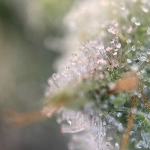 White Widow Automatic by KilliczGe growlog timeline photo